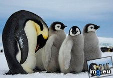 Tags: 990x742, animals, antarctica, emperor, penguins (Pict. in Random images)