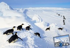Tags: antarctica, belly, emperor, flopping, getty, images, out, penguins, water (Pict. in Best photos of January 2013)