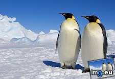 Tags: antarctica, emperor, penguins, sea, weddell (Pict. in Beautiful photos and wallpapers)