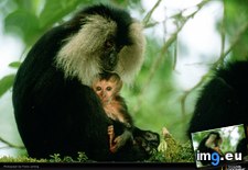 Tags: endangered, lanting, macaque (Pict. in National Geographic Photo Of The Day 2001-2009)