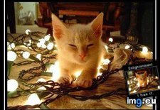 Tags: cat, demotivator, enlightenment, funny (Pict. in Rehost)