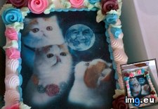 Tags: cat, epic, moon, photos, win (Pict. in LOLCats, LOLDogs and cute animals)