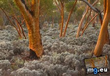 Tags: australia, corbis, eucalyptus, ocean, salubris, trees (Pict. in Best photos of January 2013)