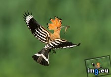 Tags: biebrza, eurasian, flight, hoopoe, poland (Pict. in Beautiful photos and wallpapers)