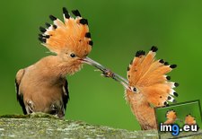 Tags: biebrza, eurasian, hoopoe, pair, poland (Pict. in Beautiful photos and wallpapers)
