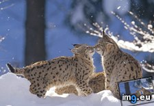 Tags: bayerischer, eurasian, germany, lynx, national, pair, park, wald (Pict. in Beautiful photos and wallpapers)