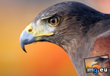 Tags: 1366x768, falcon, wallpaper (Pict. in Animals Wallpapers 1366x768)
