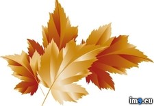 Tags: fall, leaves (Pict. in Westman Jams Images)