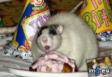 Tags: fat, funny, meme, rat (Pict. in Funny pics and meme mix)