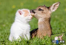 Tags: fawn, kitten (Pict. in Beautiful photos and wallpapers)