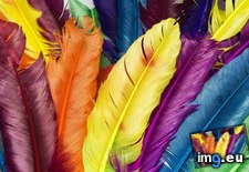 Tags: beautiful, colors, feathers, wallpaper, wide (Pict. in Unique HD Wallpapers)