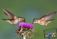 Tags: broad, colorado, female, hummingbirds, tailed (Pict. in Beautiful photos and wallpapers)
