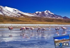 Tags: bolivia, flamingoes, hedionda, laguna (Pict. in Beautiful photos and wallpapers)