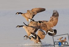 Tags: flock, geese (Pict. in Beautiful photos and wallpapers)