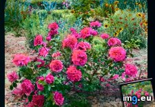 Tags: bush, florence, rose, strozzino, villa (Pict. in Branson DeCou Stock Images)