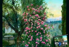Tags: florence, garden, rose, strozzino, villa (Pict. in Branson DeCou Stock Images)