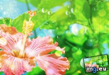 Tags: bubbles, flower (Pict. in 1920x1200 wallpapers HD)
