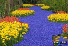 Tags: flowers, garden, keukenhof, lisse, netherlands (Pict. in Beautiful photos and wallpapers)