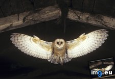 Tags: barn, flying, owl (Pict. in Beautiful photos and wallpapers)