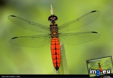 Tags: chaser, dragonfly, forest (Pict. in National Geographic Photo Of The Day 2001-2009)