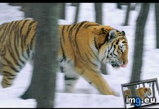 Tags: forest, tiger (Pict. in National Geographic Photo Of The Day 2001-2009)