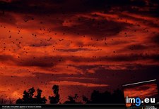 Tags: bats, fruit, zambia (Pict. in National Geographic Photo Of The Day 2001-2009)