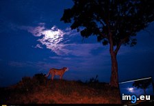 Tags: cheetah, full, moon (Pict. in National Geographic Photo Of The Day 2001-2009)
