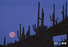 Tags: arizona, full, monument, moon, national, saguaro (Pict. in Beautiful photos and wallpapers)