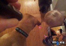 Tags: baby, cat, dog, funny, laser, pointer (Pict. in My r/FUNNY favs)
