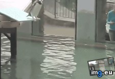 Tags: dives, funny, graceful, penguin (GIF in My r/FUNNY favs)