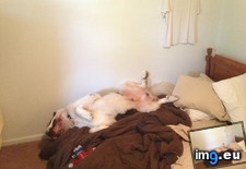Tags: caught, counter, funny, habit, had, him, jub, laying, realize, weirdo (Pict. in My r/FUNNY favs)