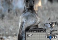 Tags: air, fixed, funny, guitar, kangaroo, matt01ss (GIF in My r/FUNNY favs)