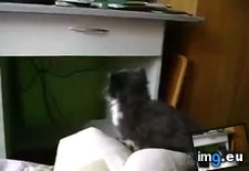 Tags: ambitious, funny, kitty (GIF in My r/FUNNY favs)