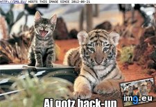 Tags: animal, but, capshunz, captions, fierce, funny, small (Pict. in LOLCats, LOLDogs and cute animals)