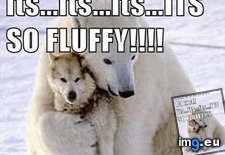 Tags: animal, animals, bear, call, capshunz, captions, cute, fluffy, funny, george, him, hug, image, nice, squeeze, sweet, wolf (Pict. in LOLCats, LOLDogs and cute animals)