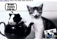 Tags: animal, capshunz, captions, drink, funny, humans (Pict. in LOLCats, LOLDogs and cute animals)