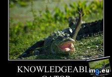 Tags: animal, capshunz, captions, funny, gator, knowledgeable (Pict. in LOLCats, LOLDogs and cute animals)