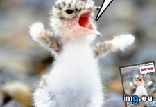 Tags: animal, authority, capshunz, captions, funny, respect (Pict. in LOLCats, LOLDogs and cute animals)
