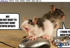 Tags: animal, capshunz, captions, curse, funny, update, windows (Pict. in LOLCats, LOLDogs and cute animals)