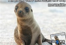 Tags: animal, capshunz, captions, funny, sense, you (Pict. in LOLCats, LOLDogs and cute animals)