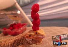 Tags: apologies, balancing, berries, funny, head, lizard, you (Pict. in My r/FUNNY favs)
