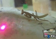 Tags: animals, apparently, funny, laser, pointers (GIF in My r/FUNNY favs)