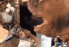Tags: battle, beasts, funny (GIF in My r/FUNNY favs)