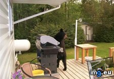 Tags: bear, funny, grills (Pict. in My r/FUNNY favs)