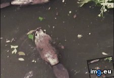 Tags: beaver, funny, handshake, secret (GIF in My r/FUNNY favs)