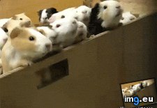 Tags: black, friday, funny (GIF in My r/FUNNY favs)