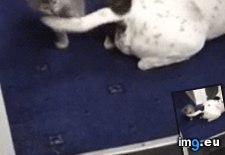 Tags: boxing, funny, training (GIF in My r/FUNNY favs)