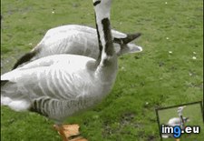 Tags: bread, crumbs, funny (GIF in My r/FUNNY favs)