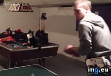 Tags: animalsbeingbros, bro, fist, funny (GIF in My r/FUNNY favs)