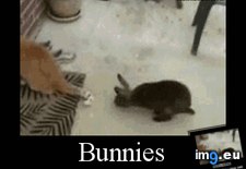 Tags: bunny, cat, funny (GIF in Mojsze obrazki)